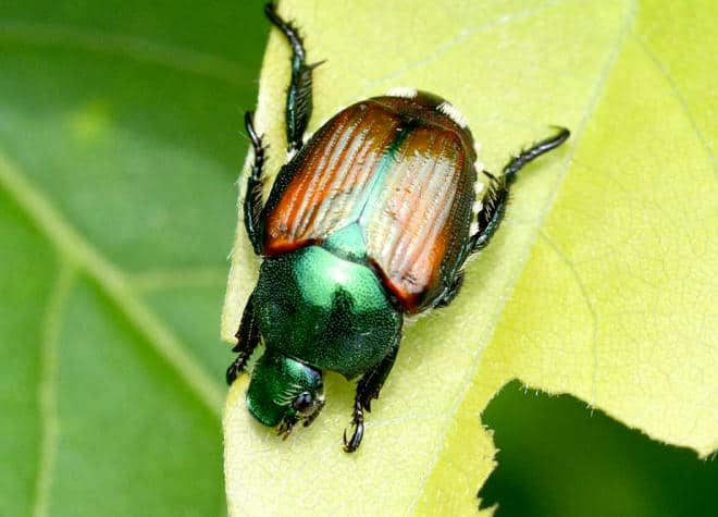 昆虫図鑑・マメコガネ